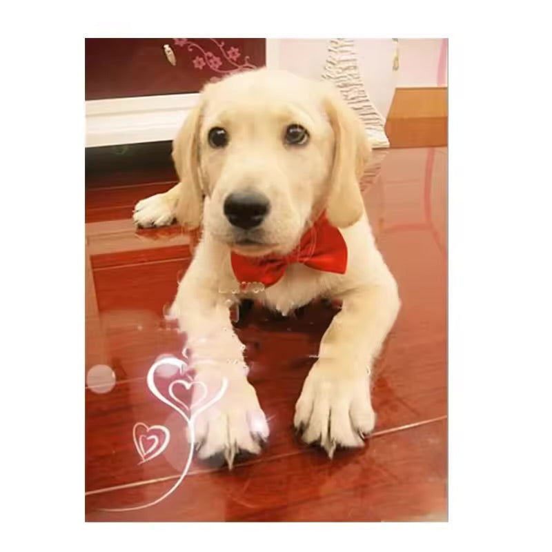 Adjustable Pet Bow Tie Collar Necklace Cute Accessory for Dogs & Cats